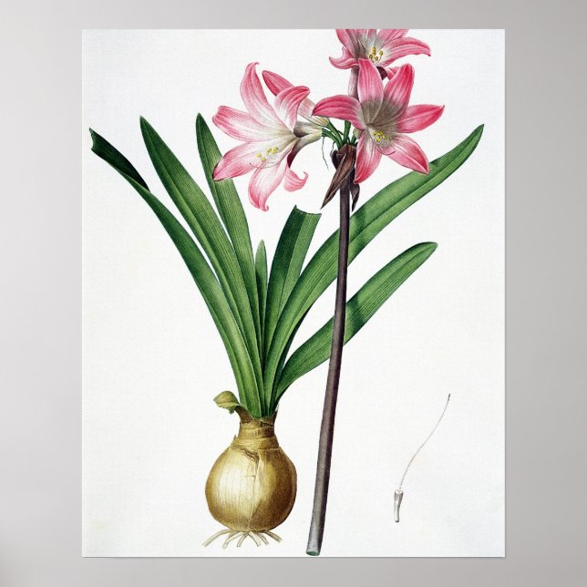 Affiche Amaryllis Belladonna, de 'Les Liliacées', engrave (Devant)
