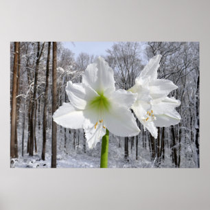 Affiche Amaryllis blanc et neige I