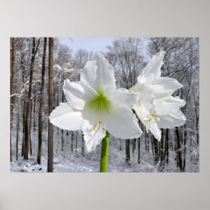 Affiche Amaryllis blanc et neige I