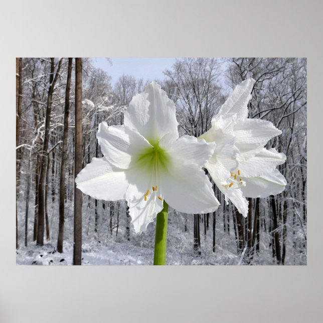 Affiche Amaryllis blanc et neige I (Devant)