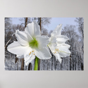 Affiche Amaryllis blanc et neige II