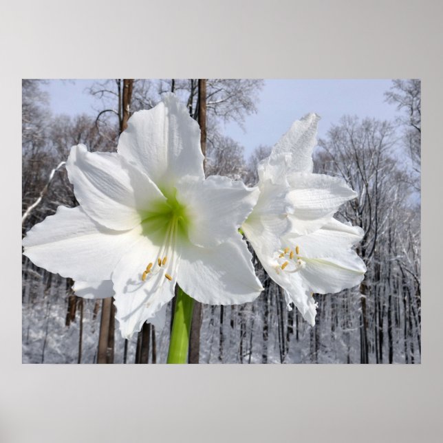 Affiche Amaryllis blanc et neige II (Devant)