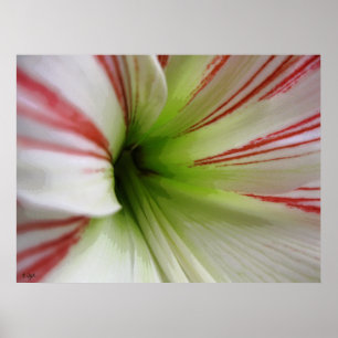 Affiche Amaryllis blanc et rouge