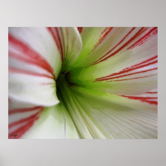 Affiche Amaryllis blanc et rouge (Devant)