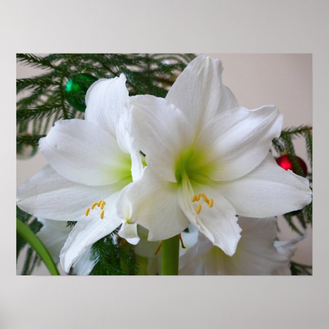 Affiche Amaryllis blanche et sapin de Noël (Devant)