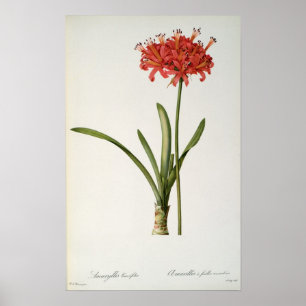 Affiche Amaryllis Curvifolia, 1809, de `Les