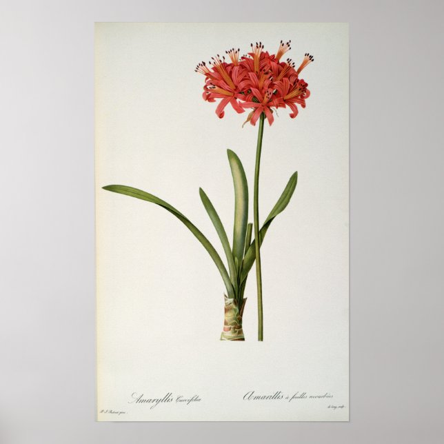 Affiche Amaryllis Curvifolia, 1809, de `Les (Devant)