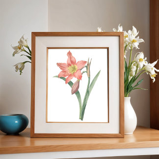 Affiche Amaryllis Equestre, Fleur Vintage Botanique