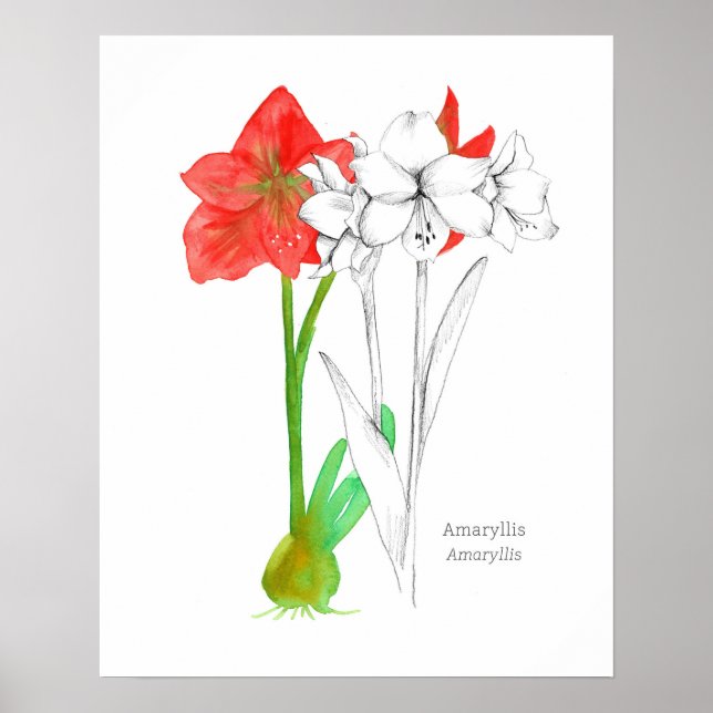 Affiche Amaryllis Langue des Fleurs Art Plante Botanique (Devant)