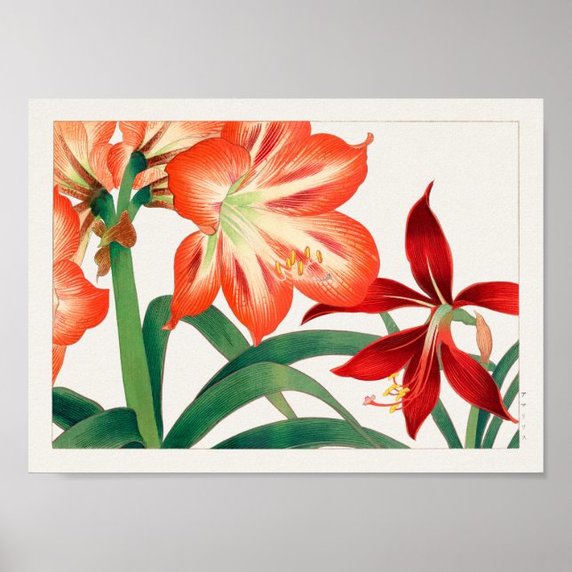 Affiche Amaryllis par Tanigami Konan (Devant)