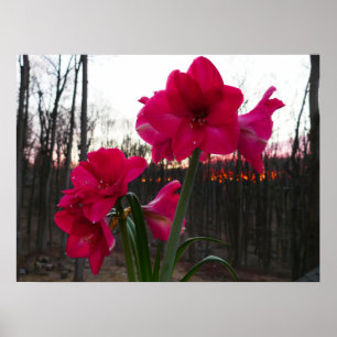 Affiche Amaryllis rouge et lever de soleil hivernal