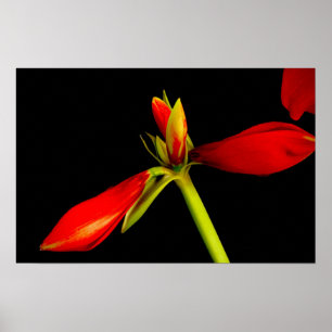 Affiche Amaryllis rouge sur noir