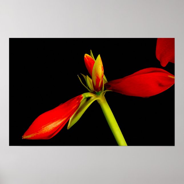 Affiche Amaryllis rouge sur noir (Devant)
