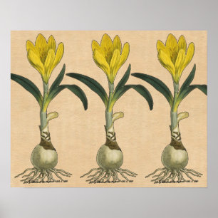 Affiche Amaryllis Tulip Jardin Botanique Fleur