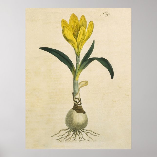 Affiche Amaryllis Tulip Jardin Botanique Fleur (Devant)