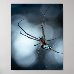Affiche Amateurs d'araignée   Beauty Spider Avec Des Webs