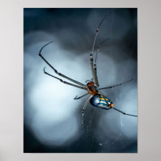 Affiche Amateurs d'araignée | Beauty Spider Avec Des Webs