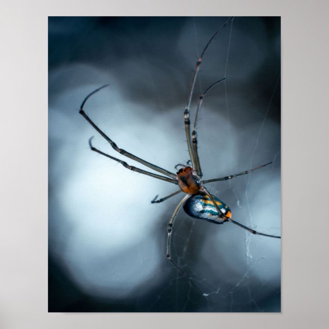 Affiche Amateurs d'araignée | Beauty Spider Avec Des Webs (Devant)