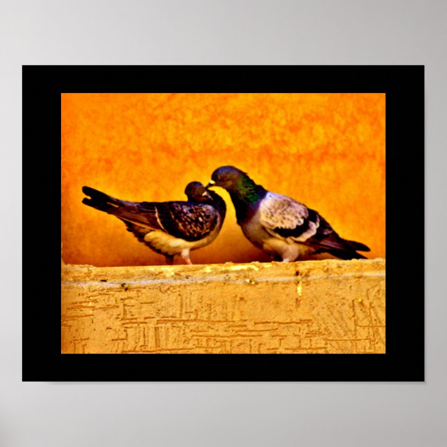 Affiche Amateurs de pigeon (Devant)