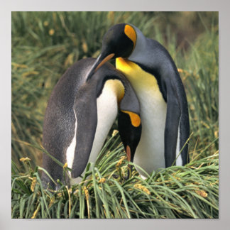 Affiche Amateurs de roi Penguin