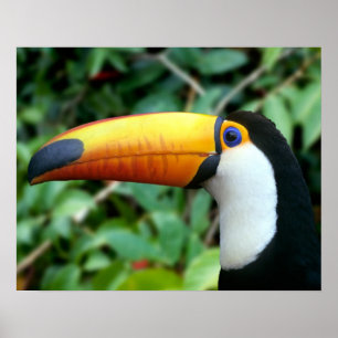 Affiche Amazonie, Brésil. Toucan à bec jaune avec blanc