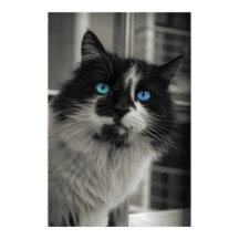 Âme d'Azur Yeux Bleus Chat Noir et Blanc Beaux-Art