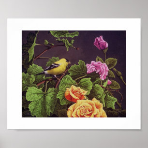 Affiche Américain Goldfinch