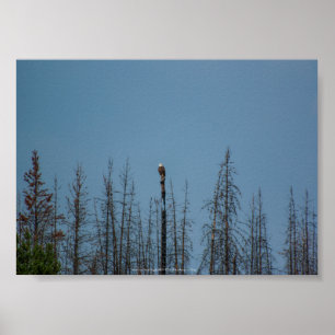 Affiche American Bald Eagle 8974
