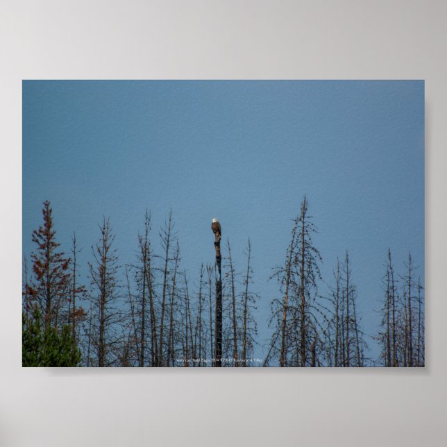 Affiche American Bald Eagle 8974 (Devant)