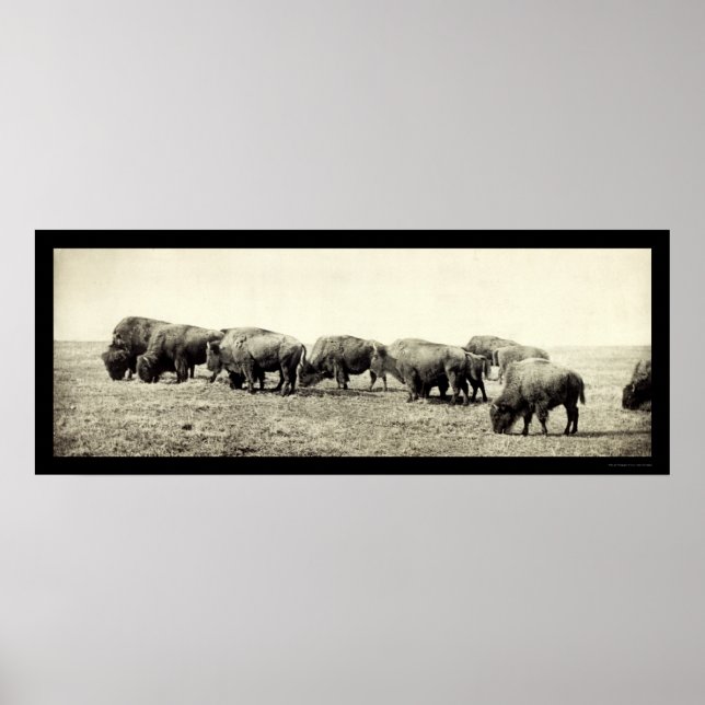 Affiche American Bison Buffalo Photo 1906 (Devant)