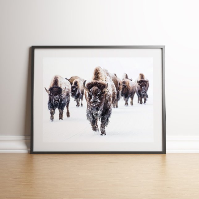 Affiche American Bison Herd'art de la muraille de neige (American Bison Herd in Snow Wall art on the floor againt white wall)