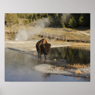 Affiche American Bison Yellowstone Wildlife Photography