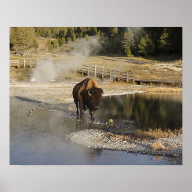 Affiche American Bison Yellowstone Wildlife Photography (Devant)