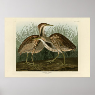 Affiche American Bittern - d'Audubon's Birds of America