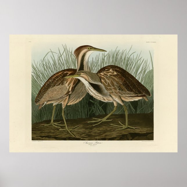 Affiche American Bittern - d'Audubon's Birds of America (Devant)