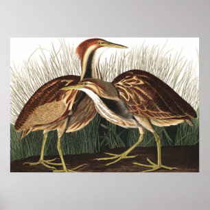 Affiche American Bittern par John James Audubon
