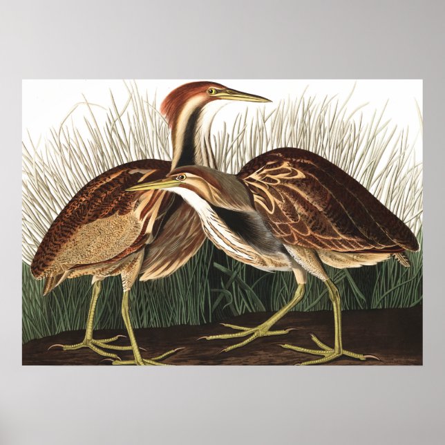 Affiche American Bittern par John James Audubon (Devant)