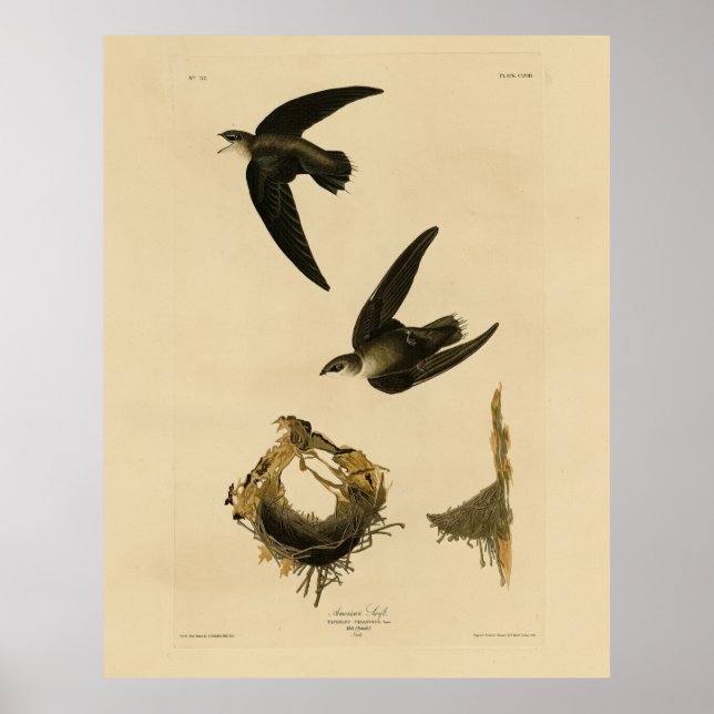 Affiche American (Chimney) Swift Audubon, Birds of America (Devant)