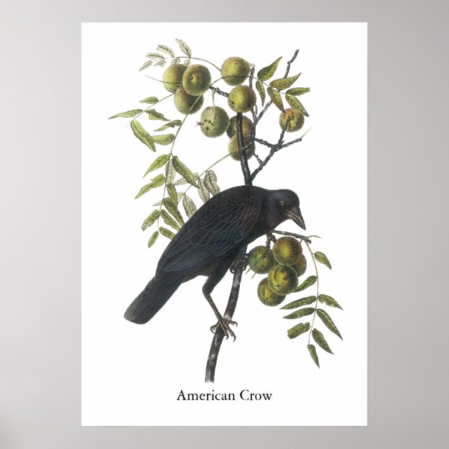 Affiche American Crow, John James Audubon (Devant)