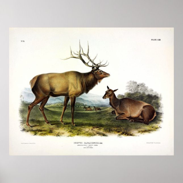 Affiche American Elk ou Wapiti Deer par Audubon (Devant)