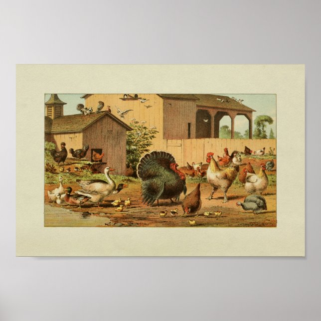 Affiche American Farmer Vintage Imprimer Turquie Canards (Devant)