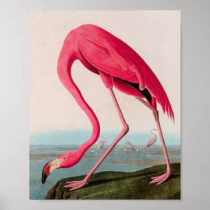 Affiche American Flamant rose Birds of America Audubon Imp