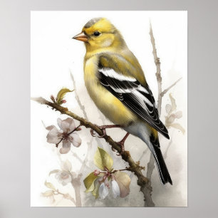 Affiche American Goldfinch Bird Art Imprimer l'affiche