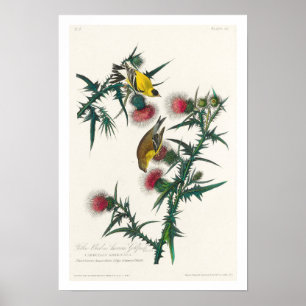 Affiche American Goldfinch par Audubon