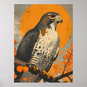 Affiche American Goshawk