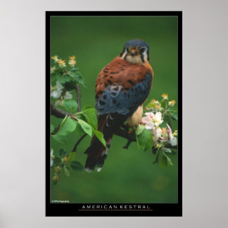 Affiche American Kestral