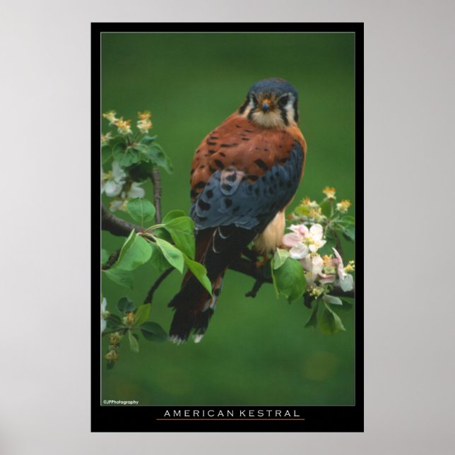 Affiche American Kestral (Devant)