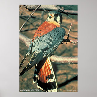 Affiche American Kestrel