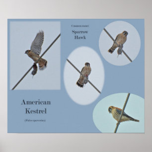 Affiche American Kestrel (Falco sparverius) Articles Impri