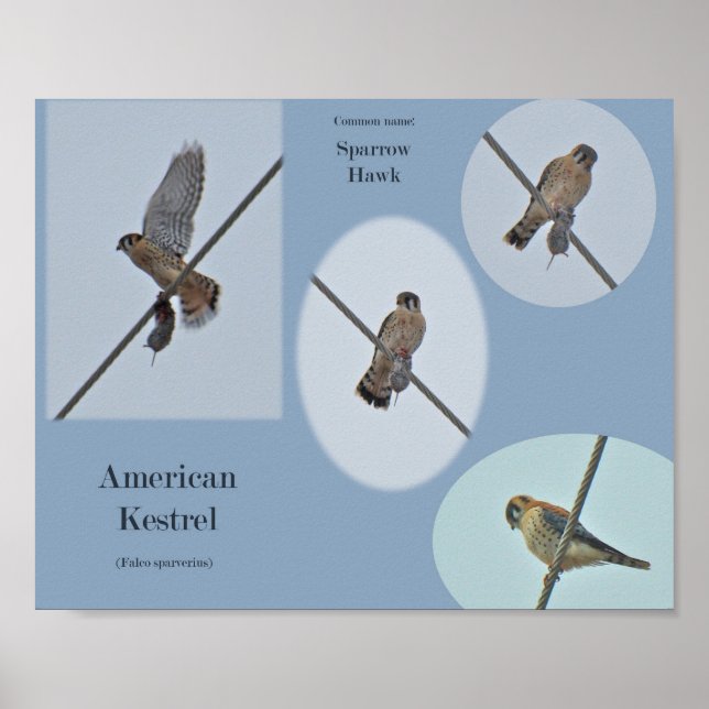 Affiche American Kestrel (Falco sparverius) Articles Impri (Devant)